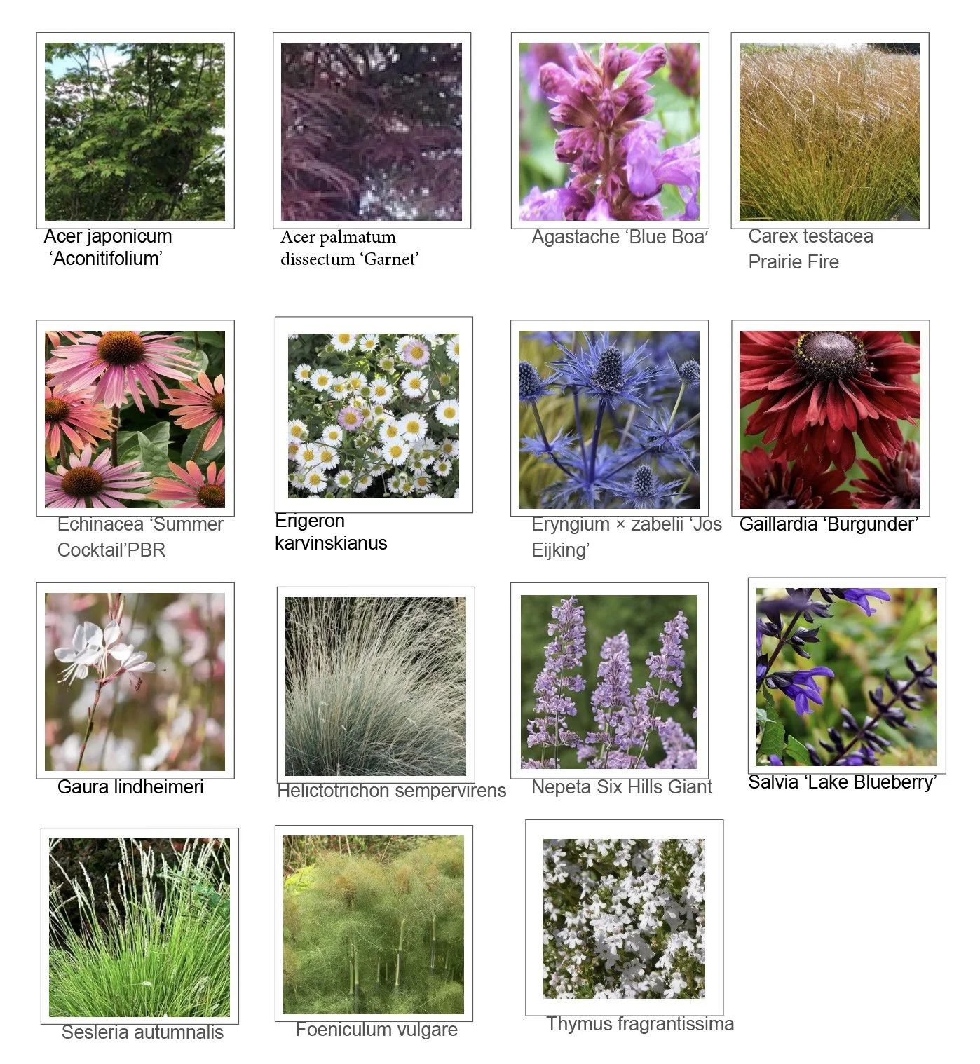 Plant list thumbnails